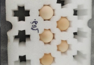 日喀则珍珠棉-定位包装 (3)